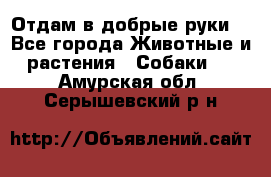 Отдам в добрые руки  - Все города Животные и растения » Собаки   . Амурская обл.,Серышевский р-н